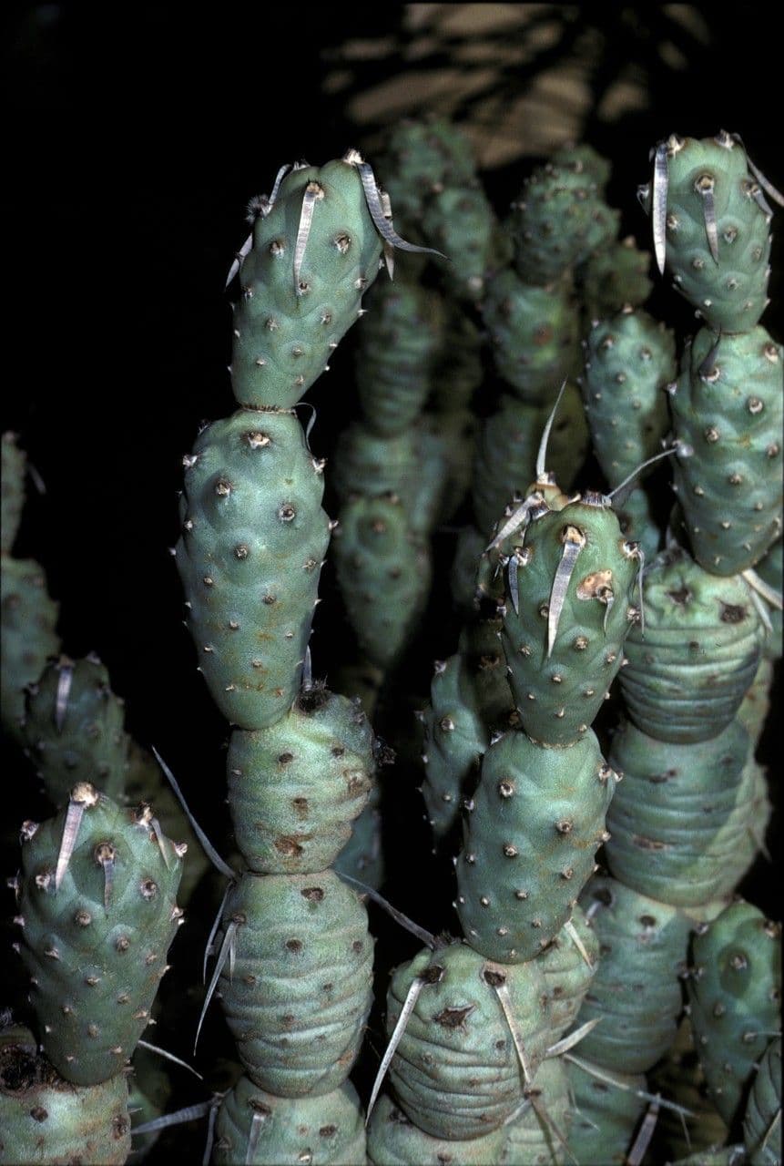 Maihueniopsis 8