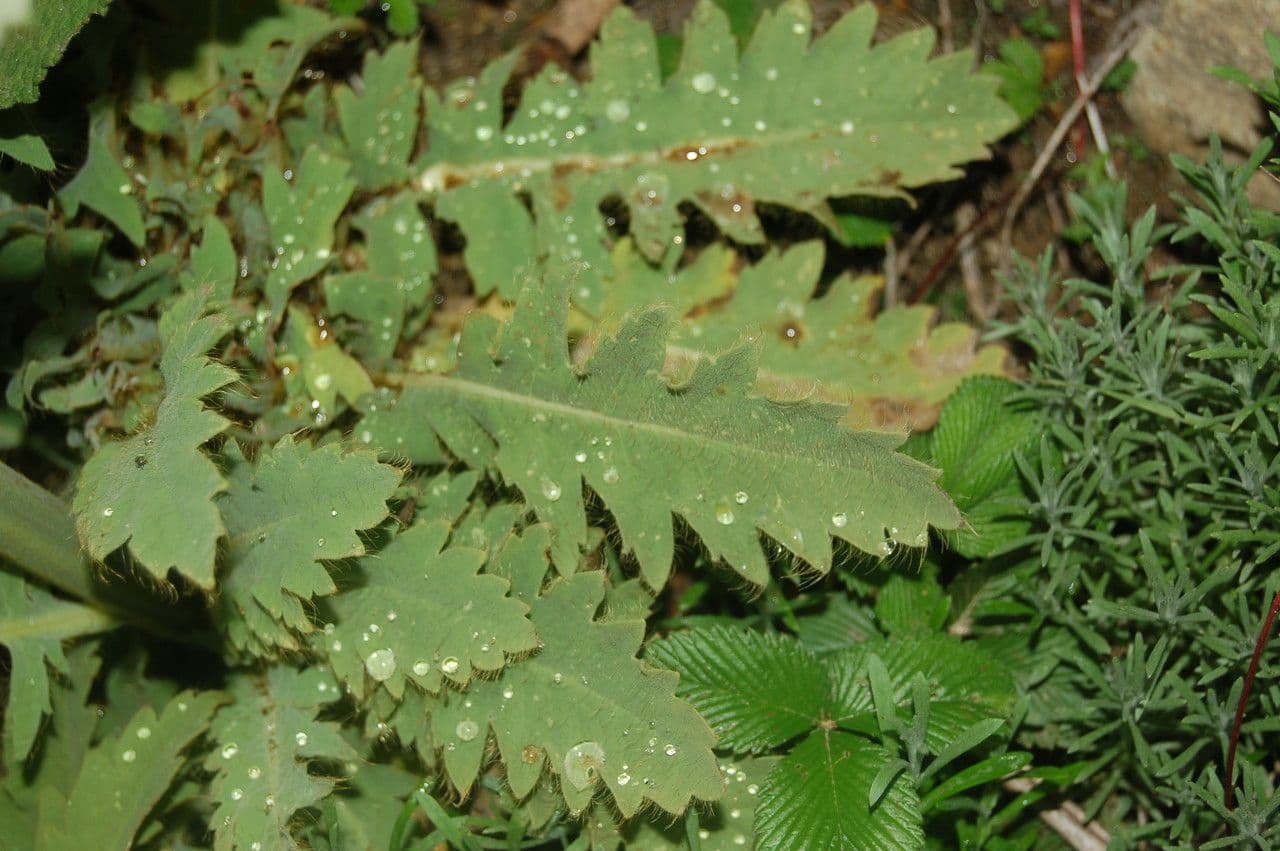 Mekonopsis 7