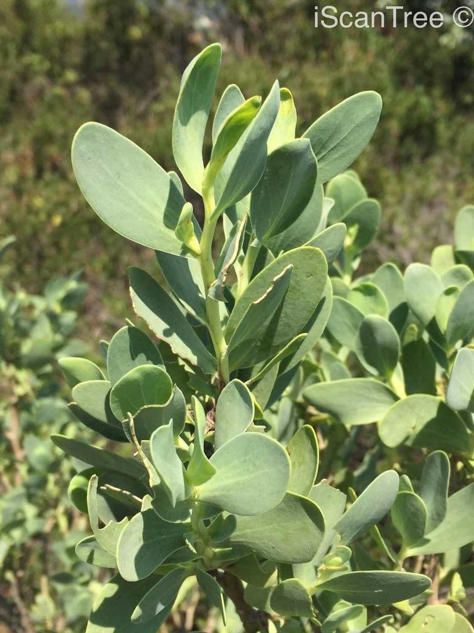 Lopholaena 7