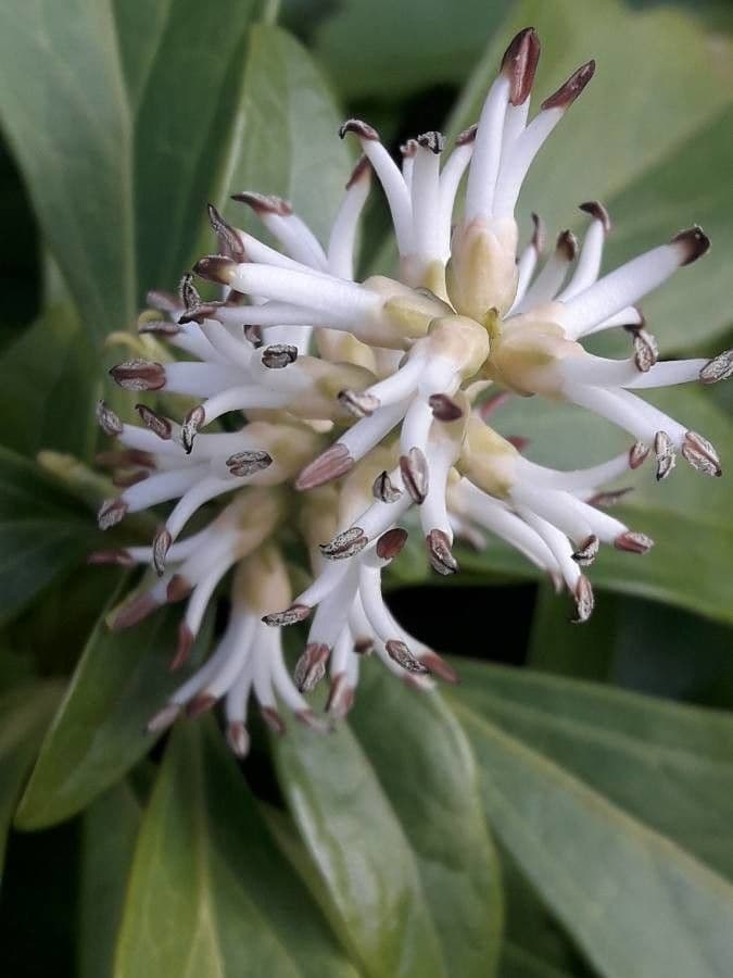 Pachysandra terminale 8