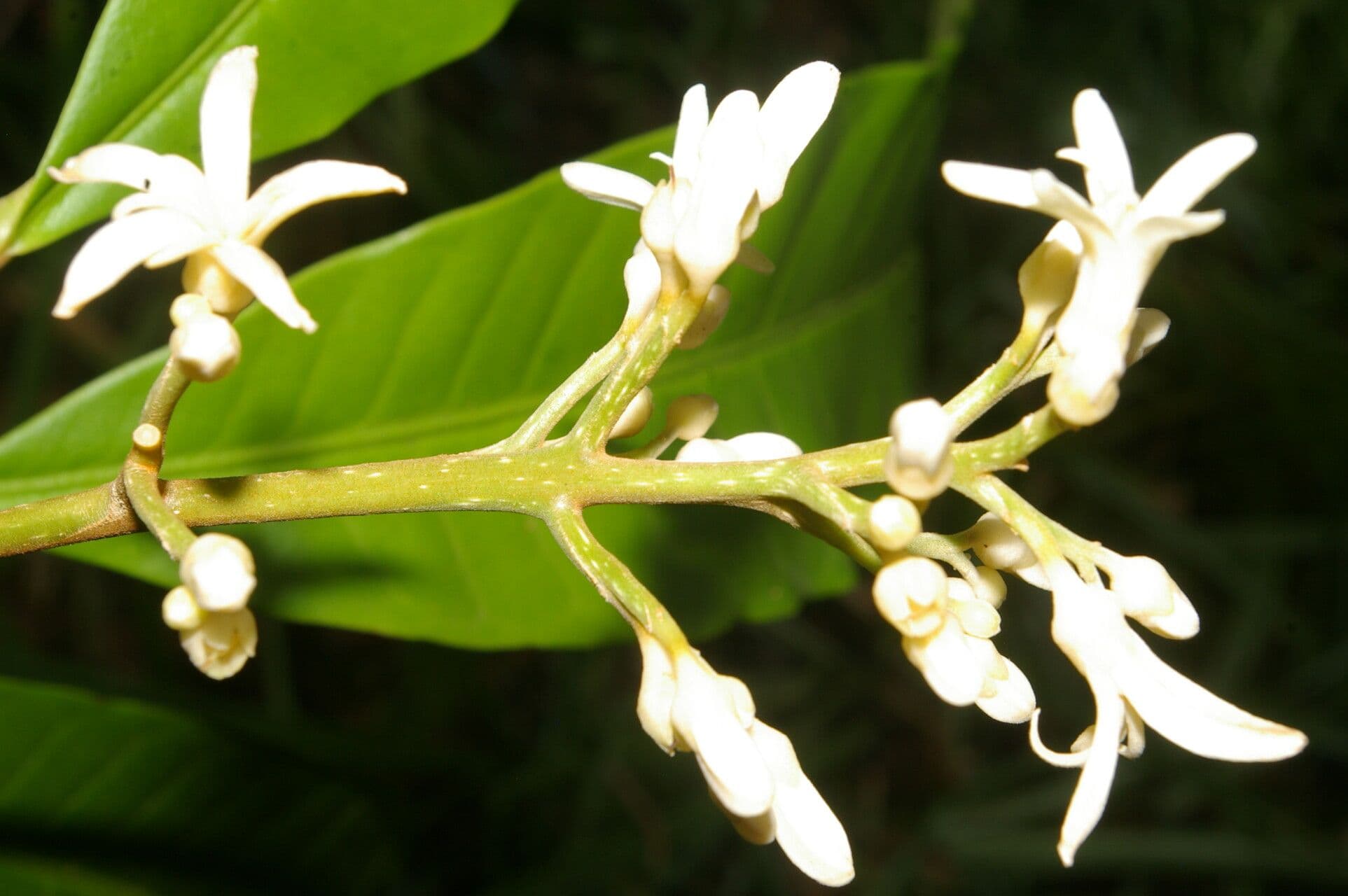 Conchocarpus 8