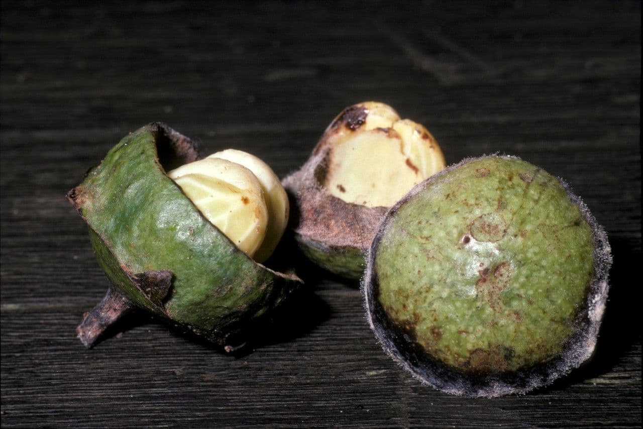 Eschweilera micrantha