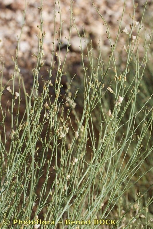 Acanthorrhinum 12
