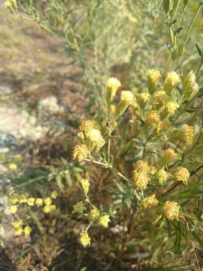 Brickellia eupatorioides 5