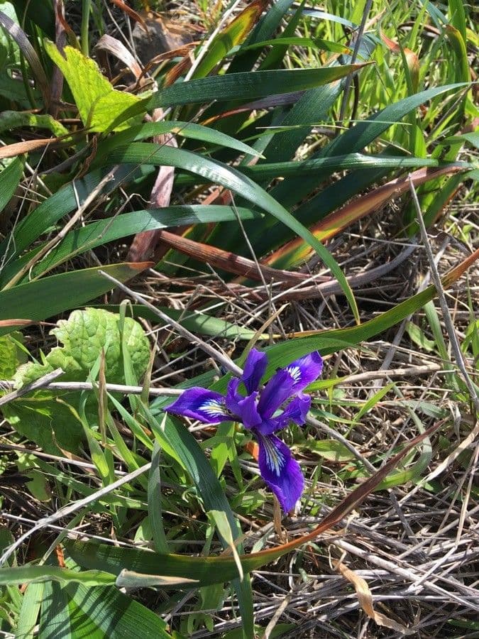 Iris di Douglas 19