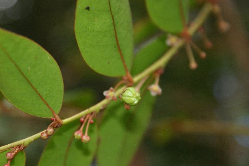 Phyllanthus phillyreifolius 5