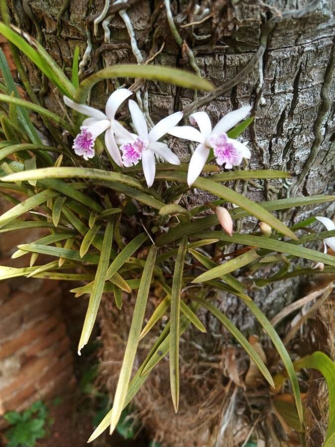 Cattleya 3