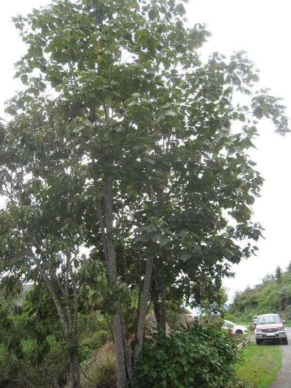 Dombeya 8