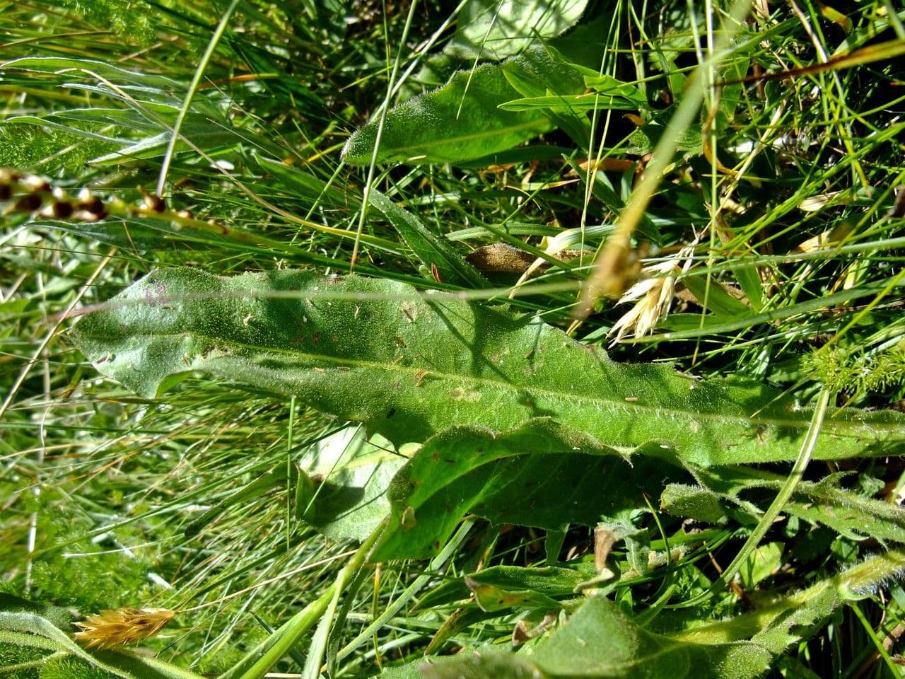 Crepis conyzifolia 18