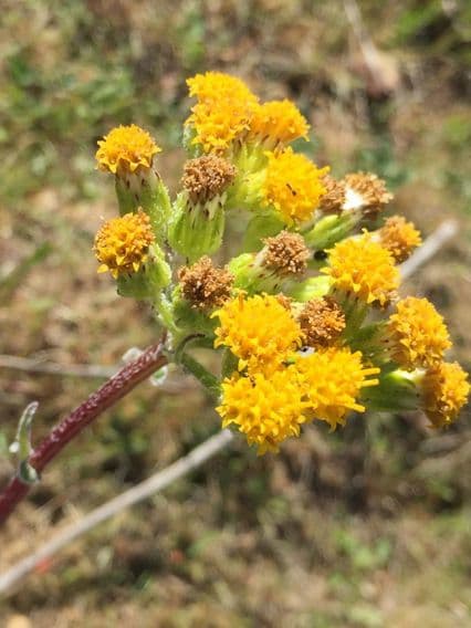 Senecio aronico 5