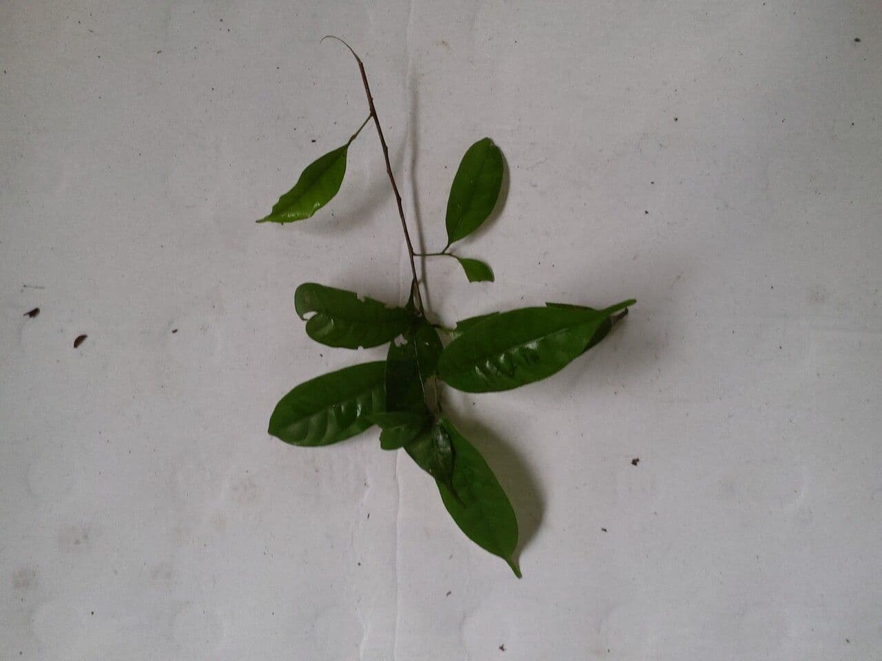Pouteria 8