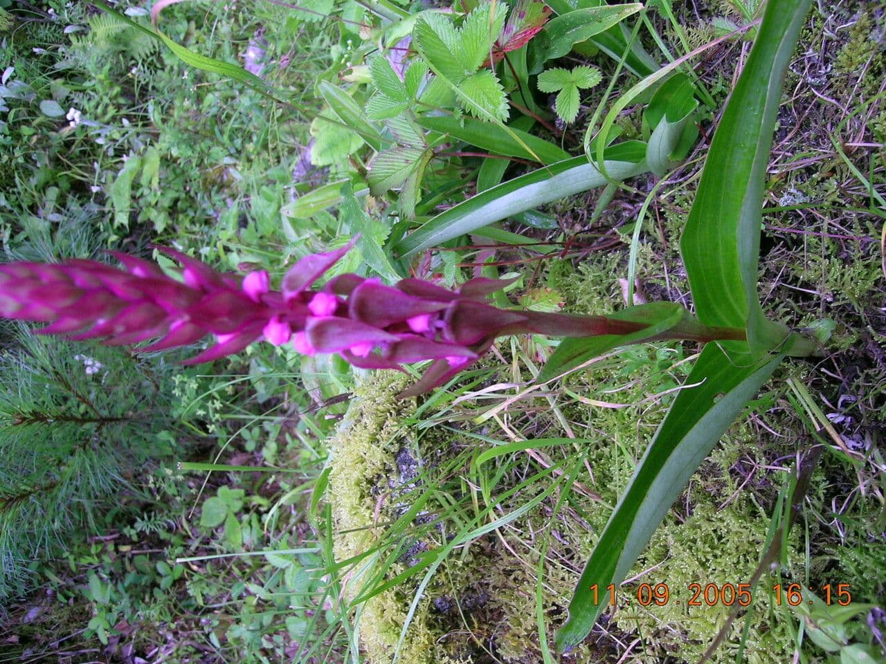 Satyrium 8