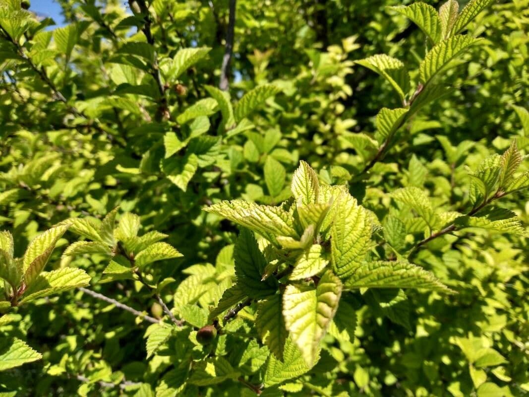 Prunus tomentosa 17