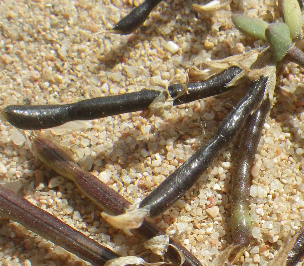 Lotus cytisoides 5