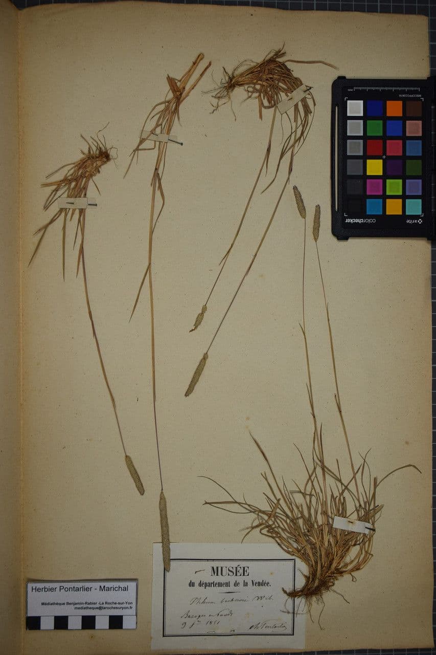 Codolina nuda 25