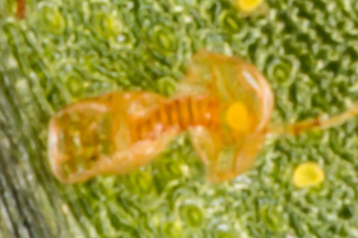 Polypode intermédiaire