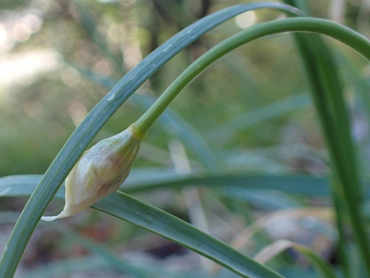 Aglio narciso 19