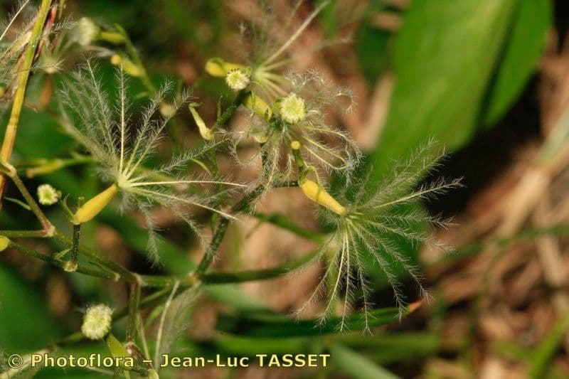 Dwarf valerian 3
