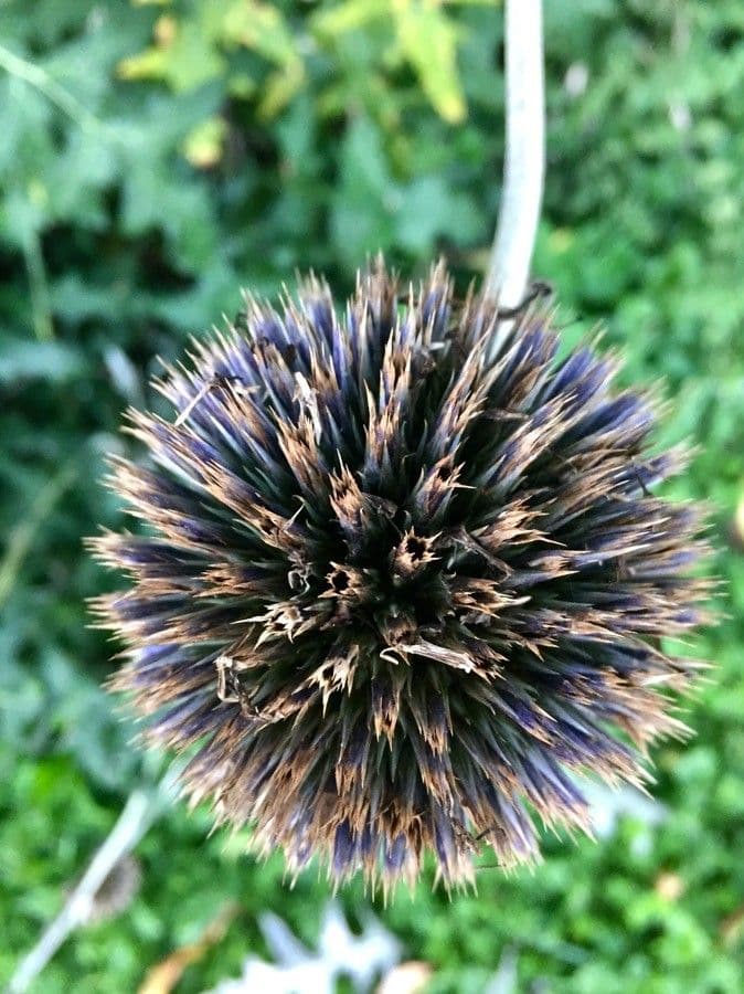 Great globe thistle 2