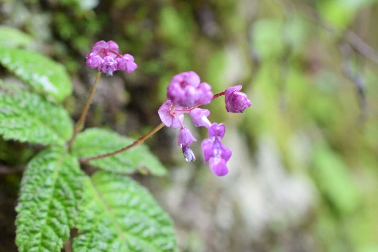 Didymocarpus oblungo