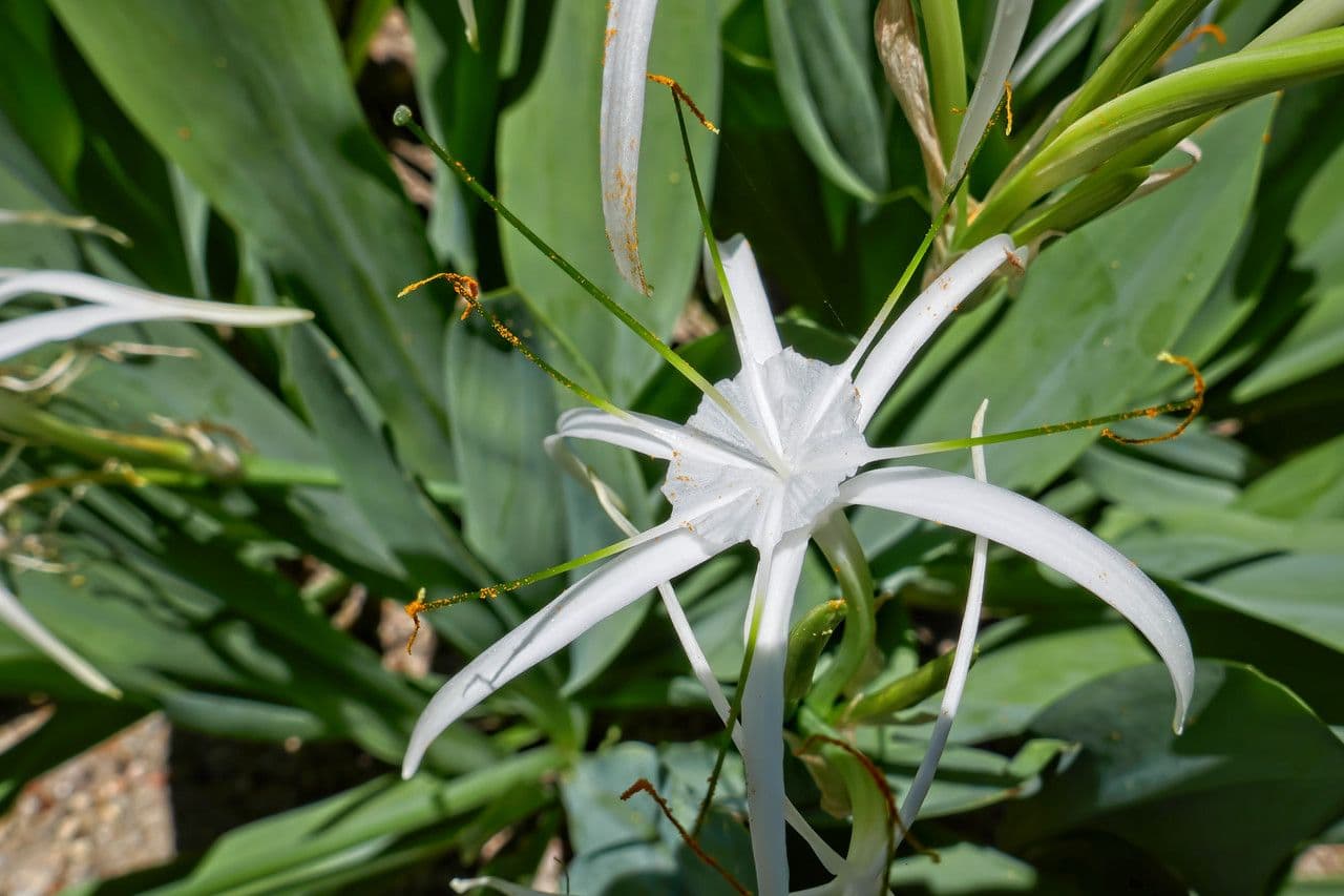 Hymenocallis 2