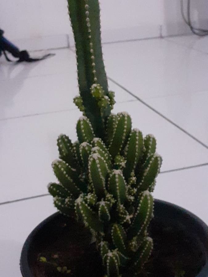 Cactus 15