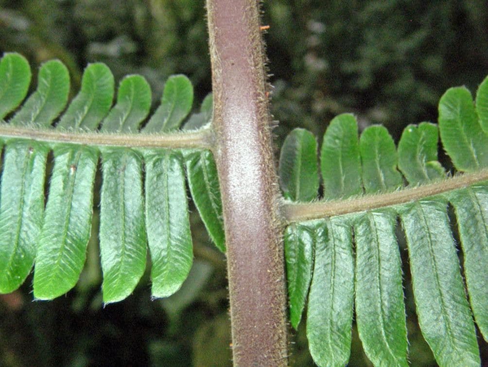 Thelypteris decussata 10