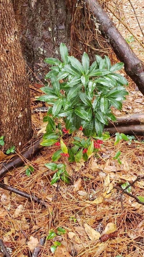 Ardisia crenata 28