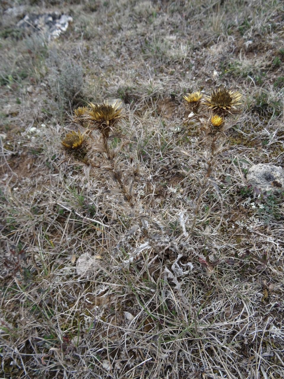 Carlina corimbosa 12