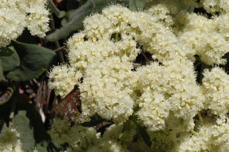 Eriogonum