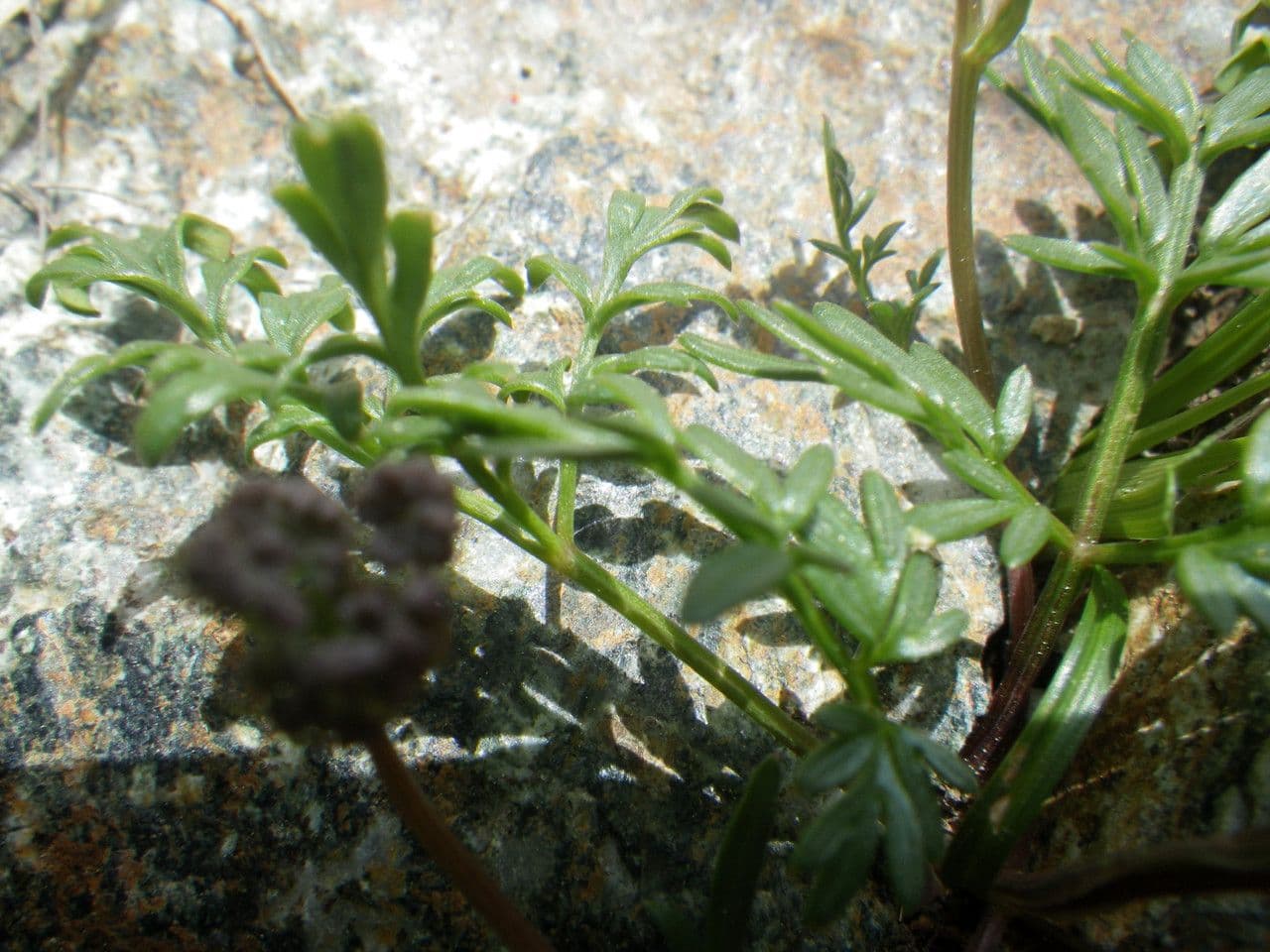Krabilka alpská 9