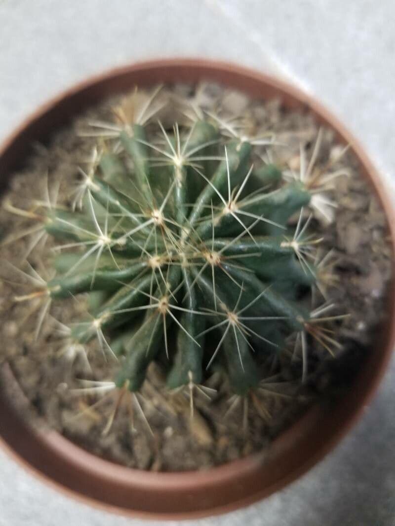 Cactus barile uncinato 12