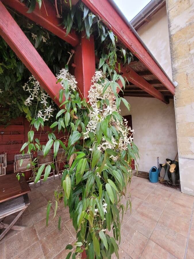 Clematis di Armand 8