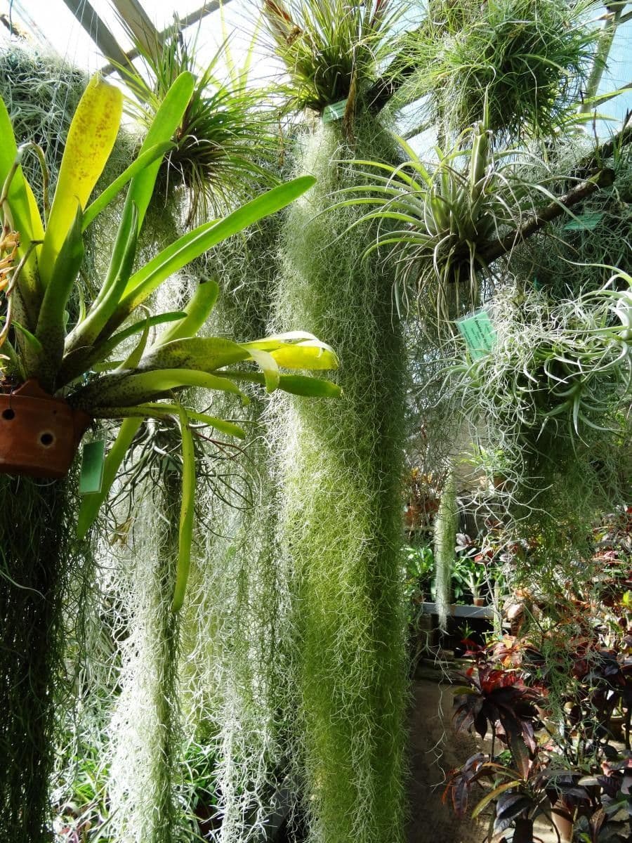Tillandsia