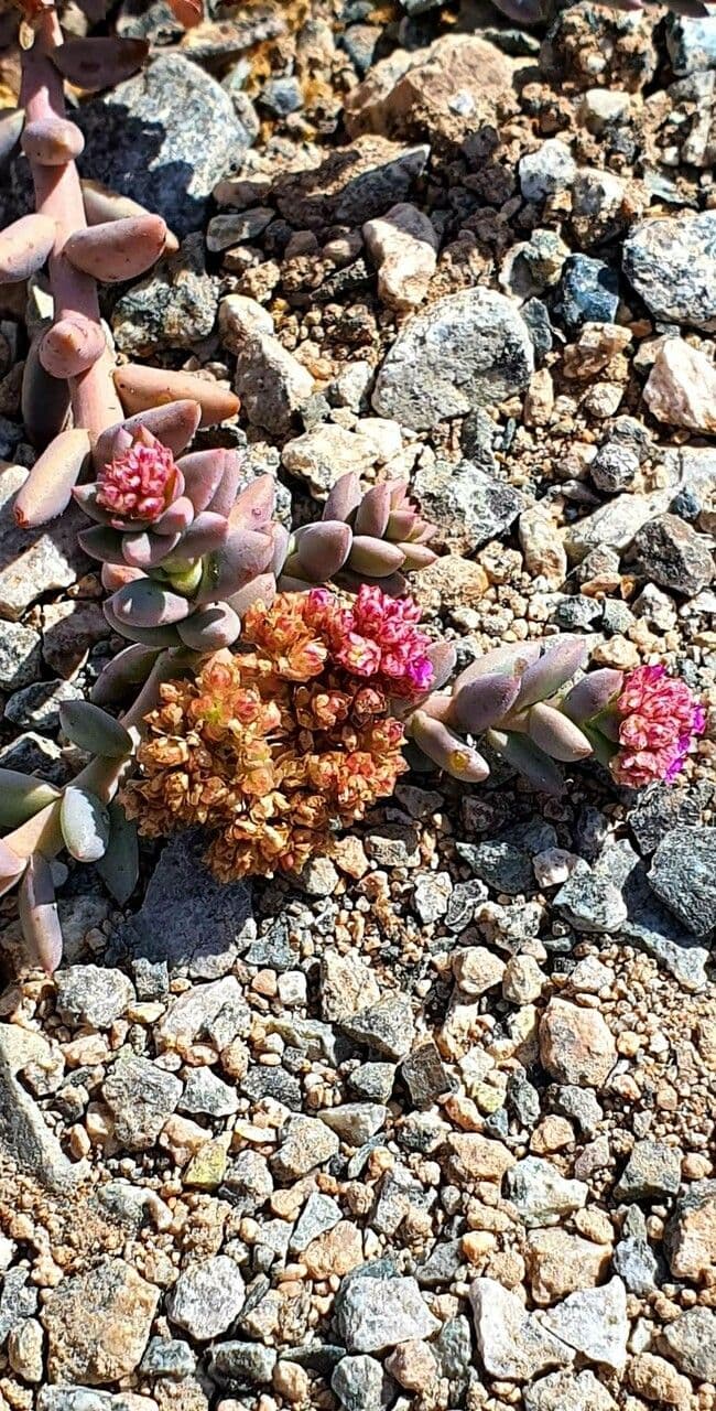 Stonecrop 2