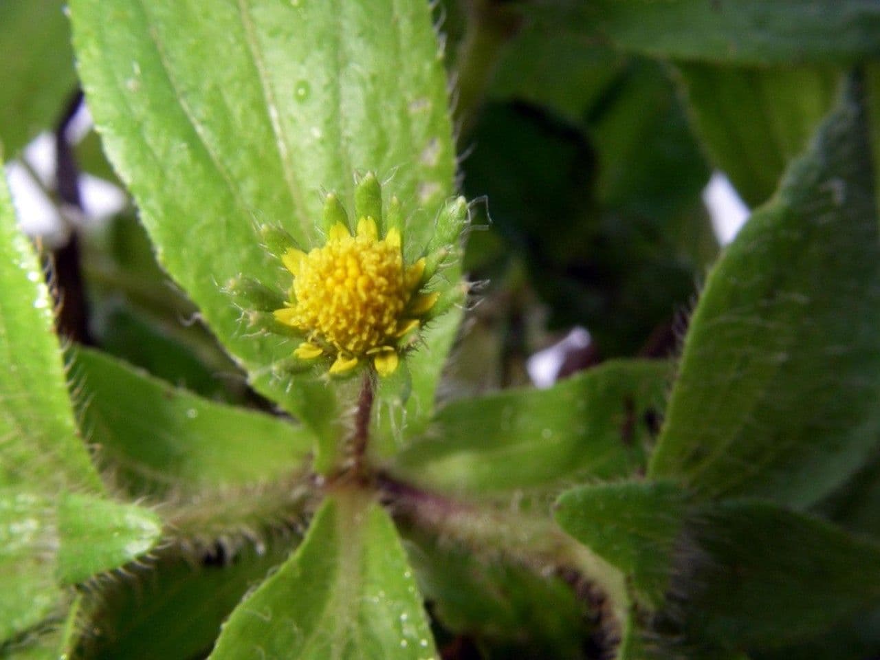 Jaegeria hirsuta 19