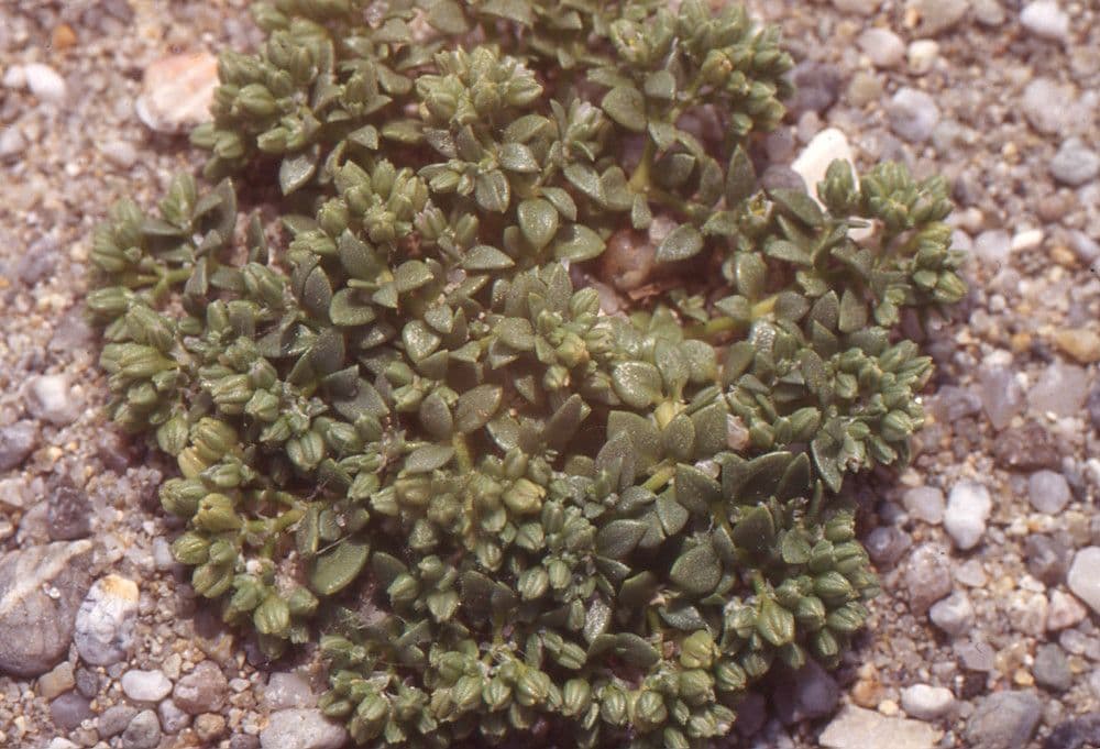 Polycarpon 7