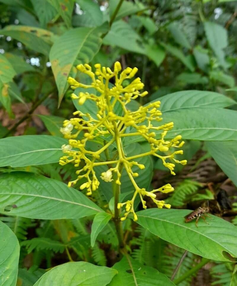 Große Psychotria 8