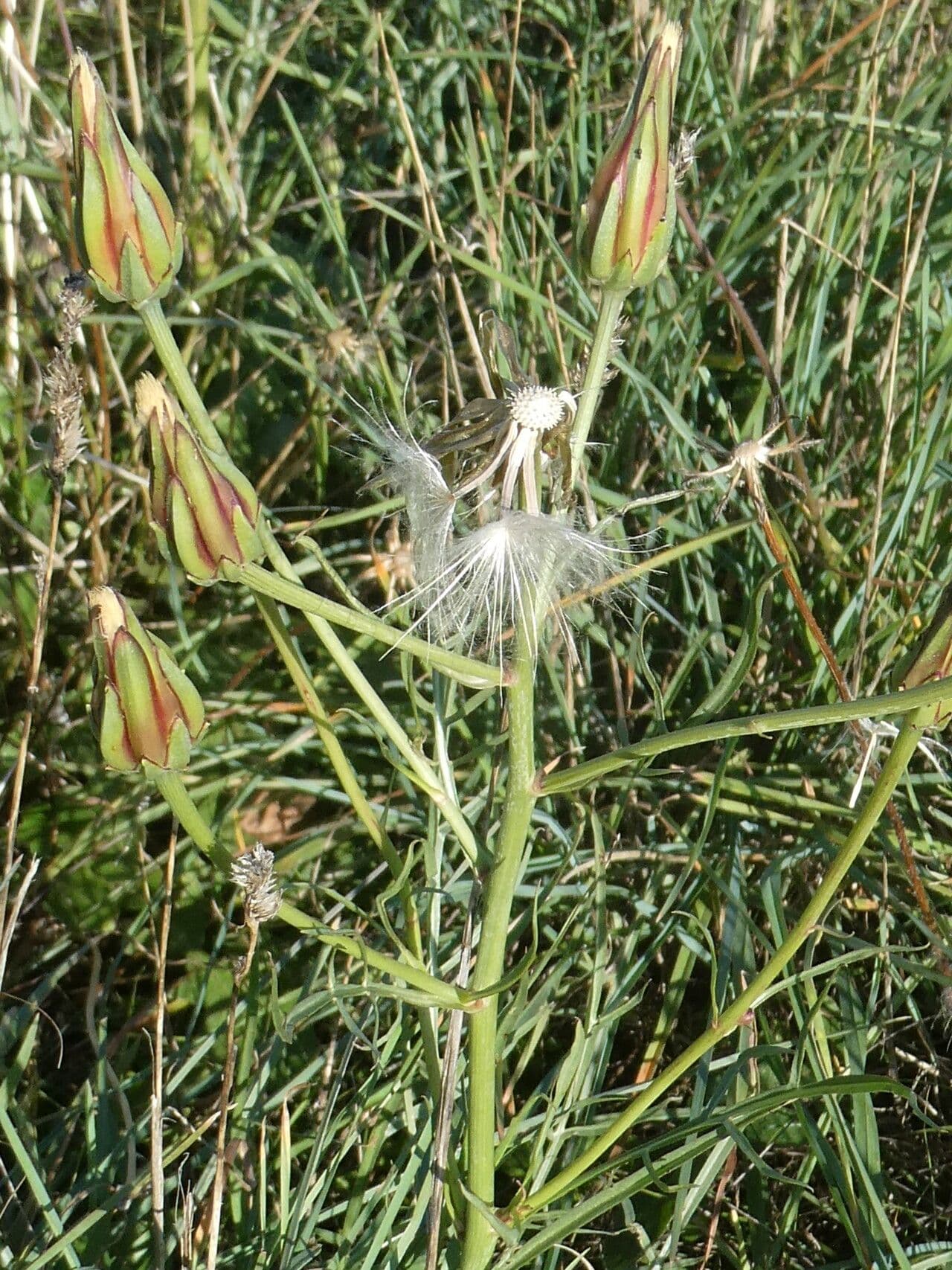 Säbel-Kratzdistel 4