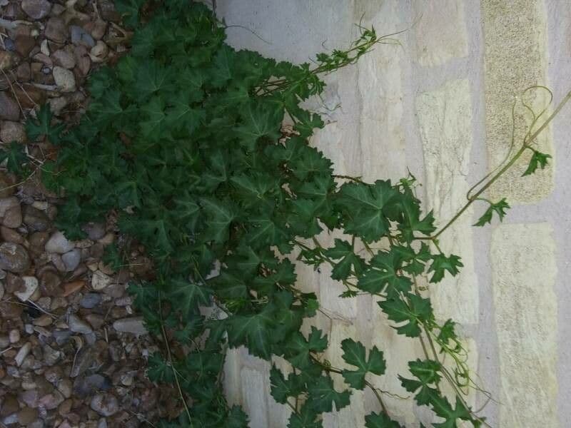 Cissus trifoliata 3