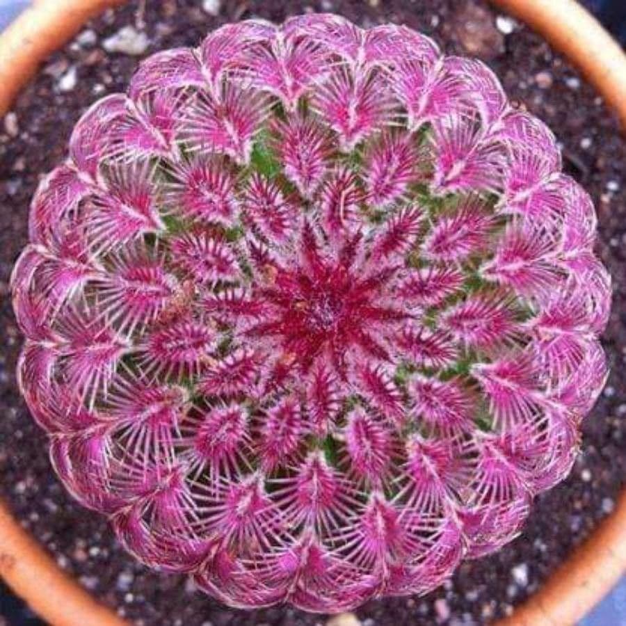 Cactus arcobaleno dell'Arizona 4