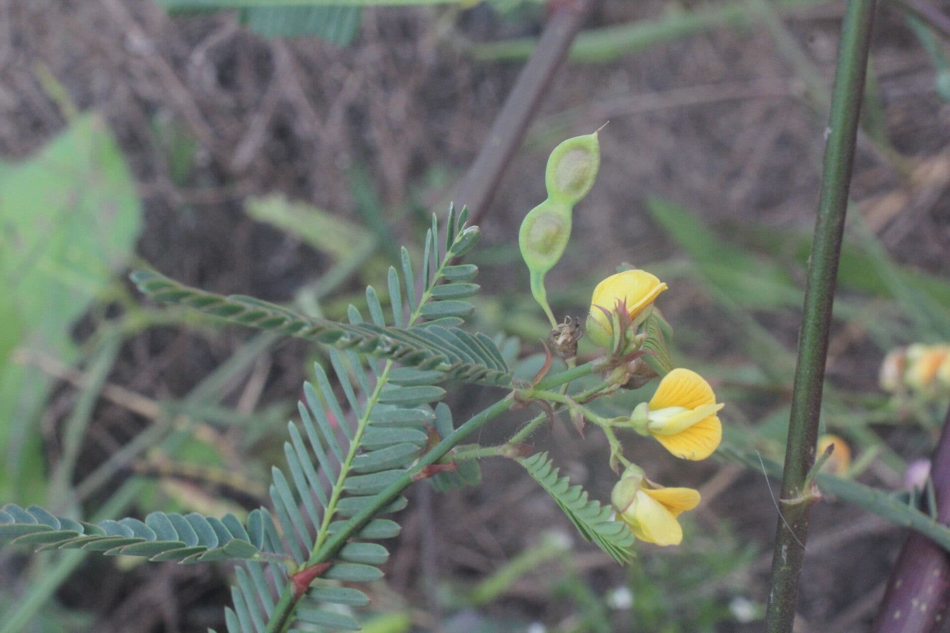 Aeschynomene sensitiva