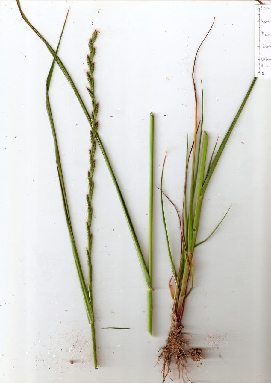 Jílek mnohokvětý 27