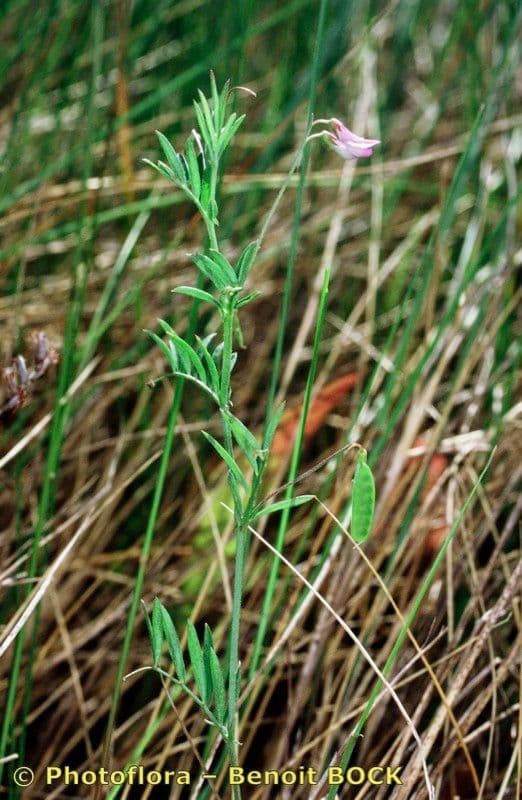 Vesce à petites fleurs 12