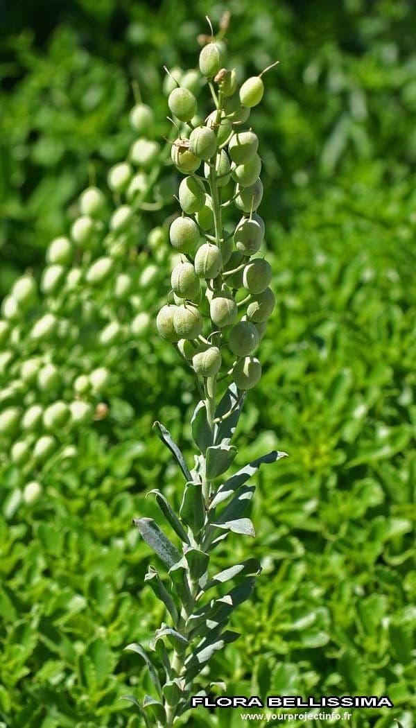 Alyssoides utriculata 25