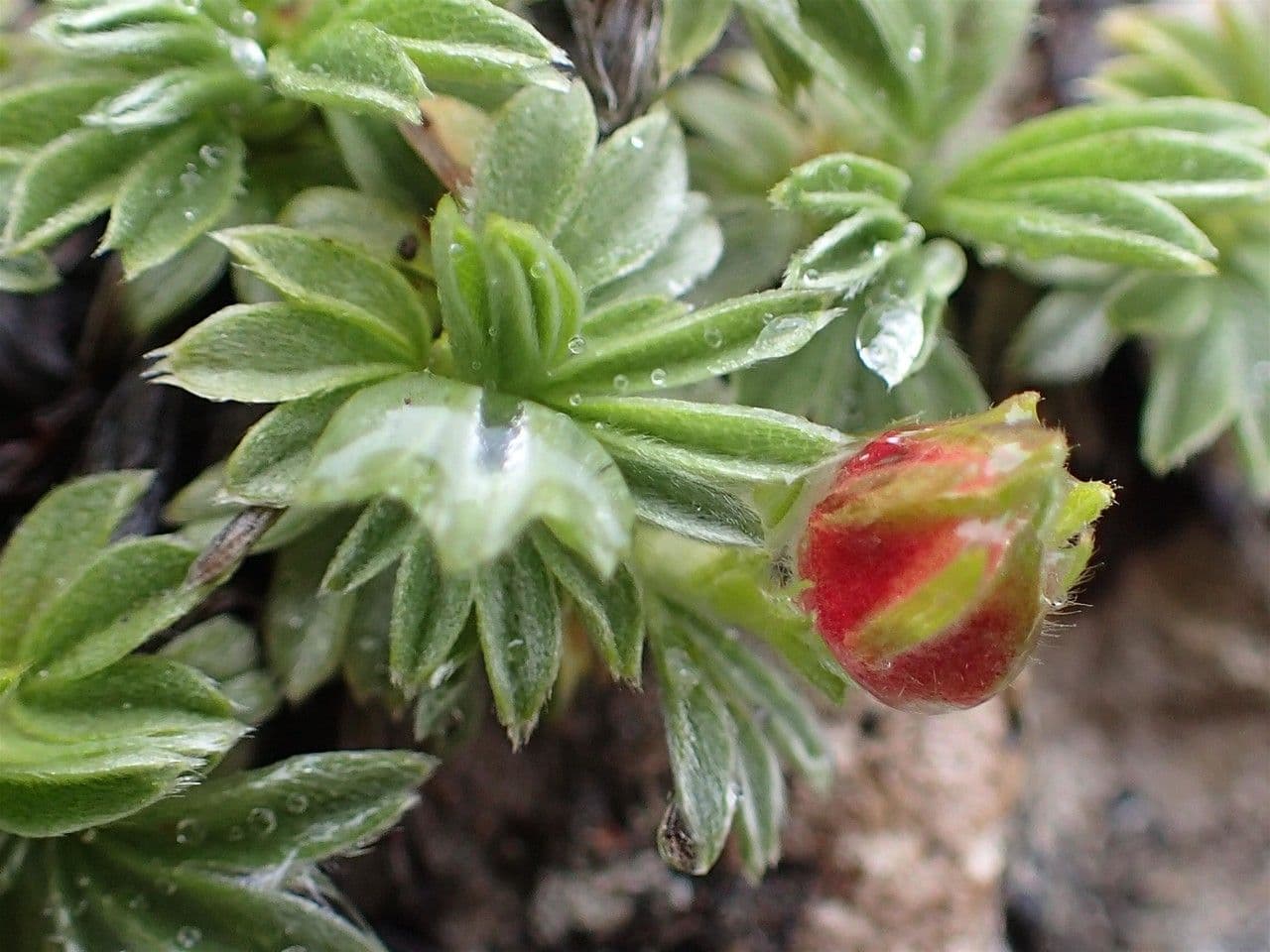 Potentilla lucida 2