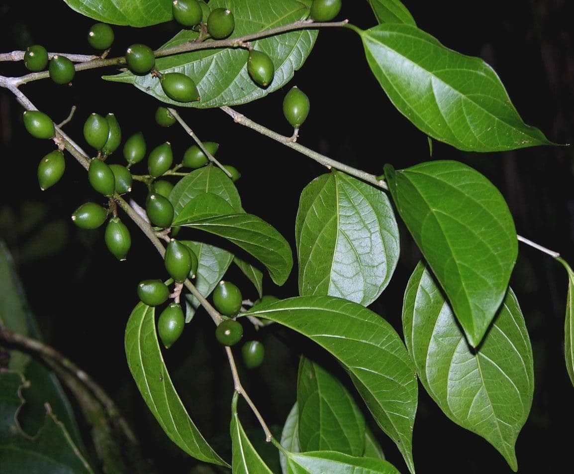 Celtis 12