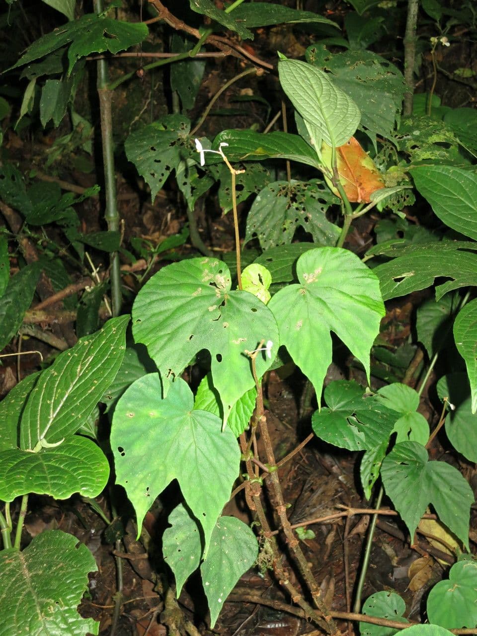 Begonia 5