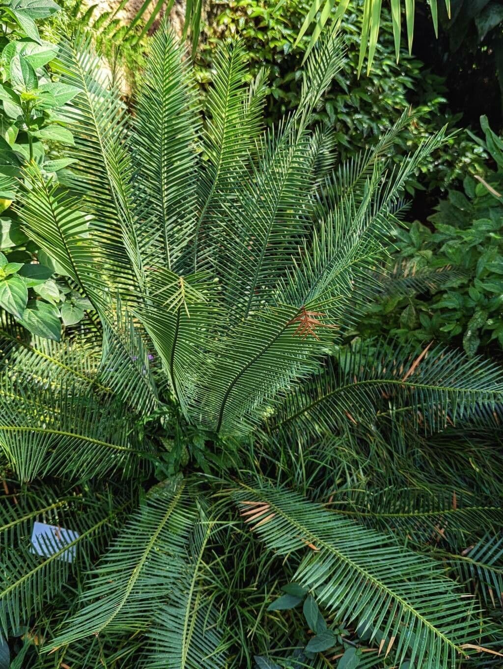 Dioon