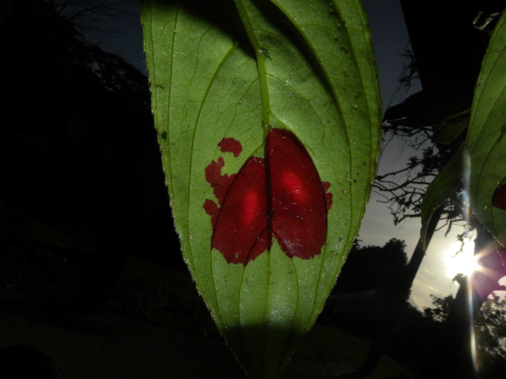 Columnea 3
